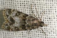Eudonia mercurella