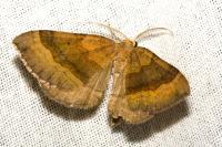 Scotopteryx chenopodiata