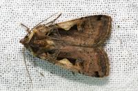 Xestia c-nigrum