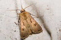Agrotis exclamationis exclamationis