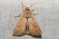 Mythimna ferrago