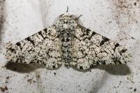 Biston betularia