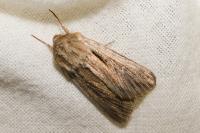 Leucania comma