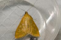 Sitochroa verticalis