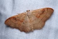 Idaea rubraria