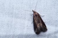 Schrankia costaestrigalis