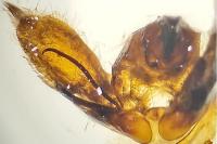Hyloicus pinastri