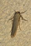 Manulea complana