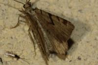 Macaria wauaria