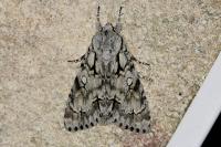 Acronicta cuspis