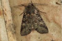 Brachylomia viminalis