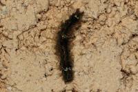 Wittia sororcula