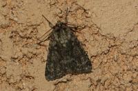 Acronicta