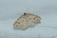 Ectropis crepuscularia