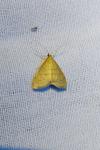 Anania crocealis