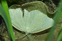Cabera exanthemata