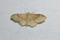Idaea degeneraria