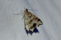 Macaria alternata