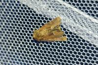 Oligia fasciuncula