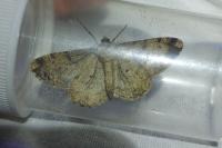 Peribatodes rhomboidaria rhomboidaria