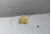 Rivula sericealis