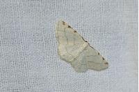 Stegania trimaculata