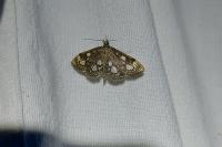 Anania coronata