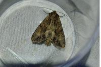 Apamea monoglypha monoglypha