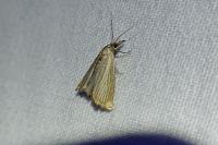 Chrysoteuchia culmella