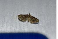 Gymnoscelis rufifasciata