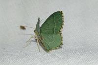 Hemithea aestivaria