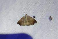Laspeyria flexula
