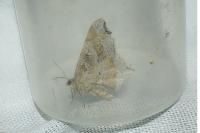 Macaria alternata