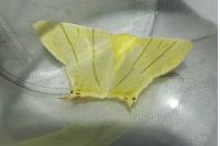 Ourapteryx sambucaria