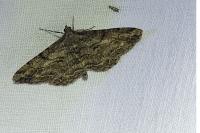 Peribatodes rhomboidaria rhomboidaria