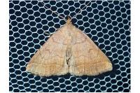 Zanclognatha lunalis
