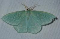 Hemistola chrysoprasaria