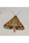 Helicoverpa armigera