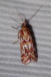 Acrobasis porphyrella