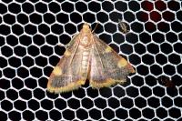 Hypsopygia costalis