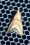 Euchromius anapiellus