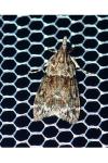 Eudonia delunella