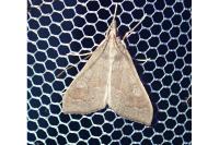 Mecyna asinalis