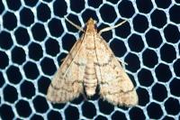 Metasia cuencalis bourgognei