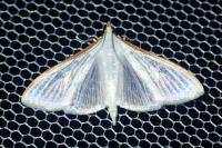 Palpita vitrealis