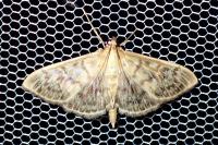 Patania ruralis