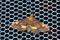 Pyrausta aurata