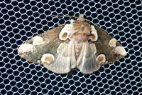 Thyatira batis