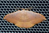 Watsonalla uncinula