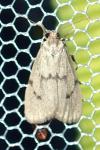 Apaidia mesogona